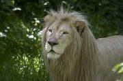 Oussama