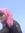 Fatma