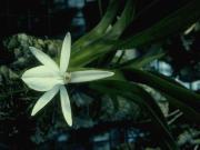 زهرة الصبار