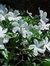 Liliane