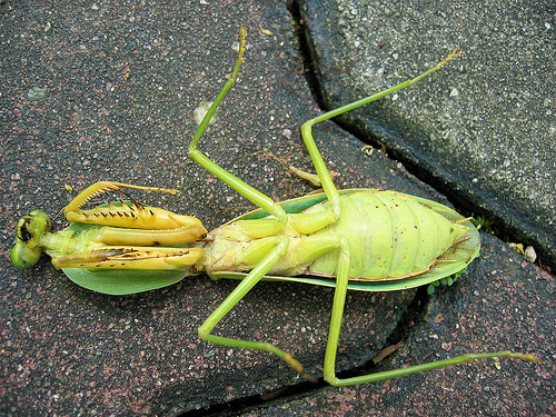Goodreads profile picture for @caterpillars