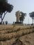 Faruk