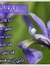 Sawsan