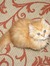 Mignon ...