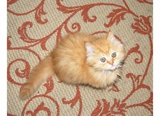Mignon De Klerk
