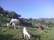 Chagy