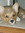 Corgi