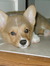 Corgi