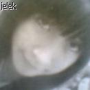 Ischa
