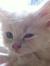 Yoshie