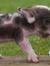 Cerdito Mtz