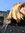 Marieke