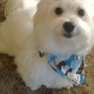 Goodreads profile picture for @starlet