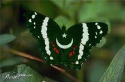 Muhammad