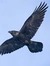 Raven