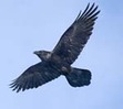 Raven