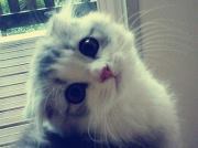 Anwesh