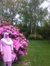 Fatema
