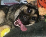 Ada