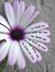 Gokul