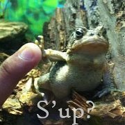 Froggy