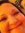 Kasey
