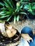 Andini