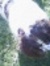 Allie S...