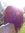 Fatou