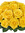 Yellow ...