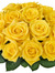Yellow Rose