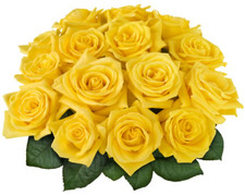 Yellow Rose