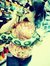 Ashlea