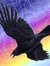 Raven