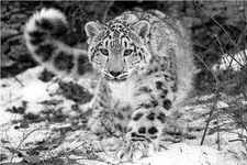 Knut H