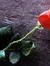 Bhawandeep