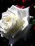 Shahin