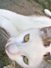 Luca
