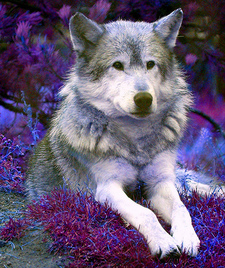 Stephanie Fenrisdatter