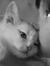 Fatma
