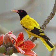 মাওলানা