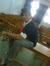 Nikhil