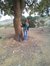 Baraa