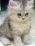 Hanan