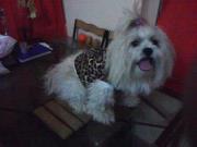 Sukesh