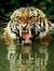 Honeytiger3m