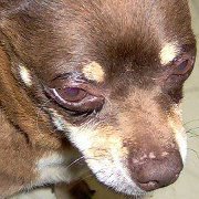 Vivian Walston neilson