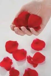 الوردة الجورية