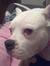 Mydogso...