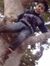Harshva...